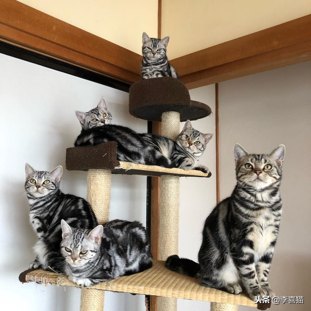 不同品种的猫咪特点,几种不同品种猫咪