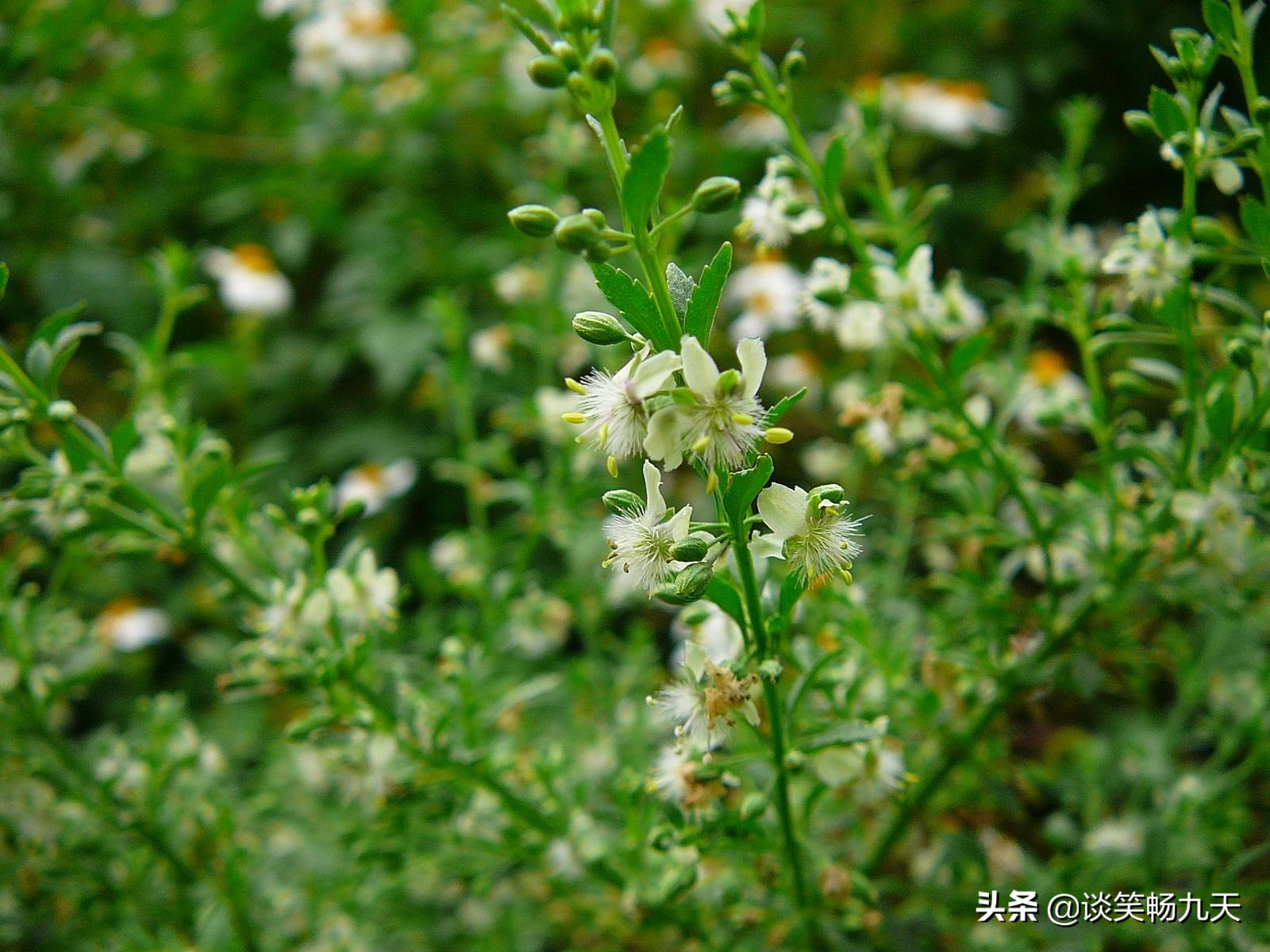 诗经中包含简和兮的诗句,诗经精选佳句
