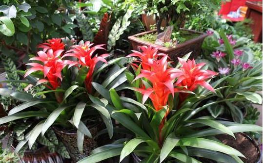 鸿运当头叶子干枯什么原因,鸿运当头叶子干枯怎么回事