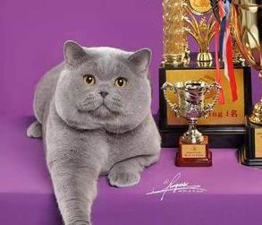 英短猫长大后是什么样的,英短猫的成长大小跟什么有关