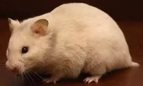 仓鼠的种类习性详细介绍,仓鼠有哪些亚种种类