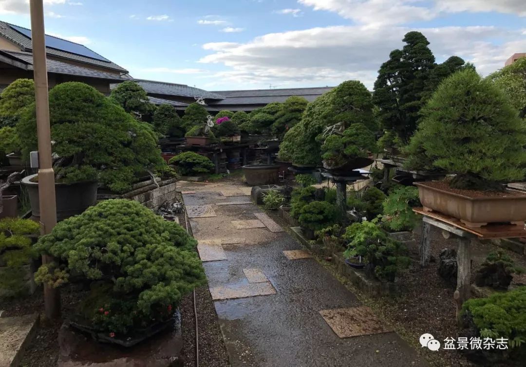 开盆景园是否赚钱,开一个盆景店赚钱吗现在