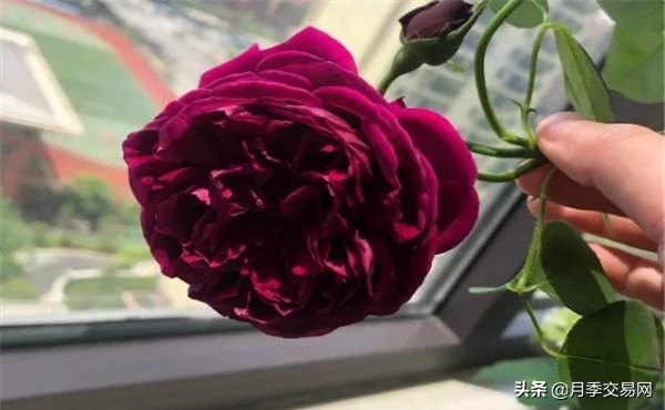 月季中的贵族名字,月季的高贵品质