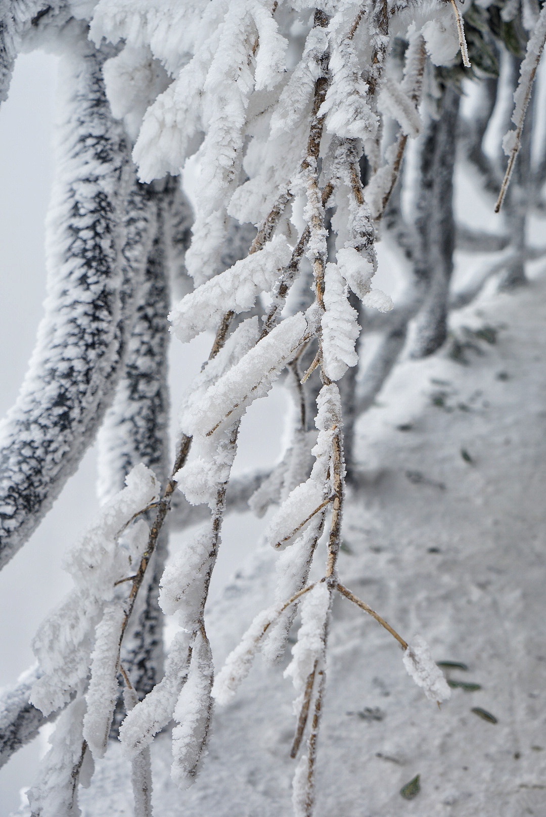 张家界雪季攻略,冬天湖南张家界攻略