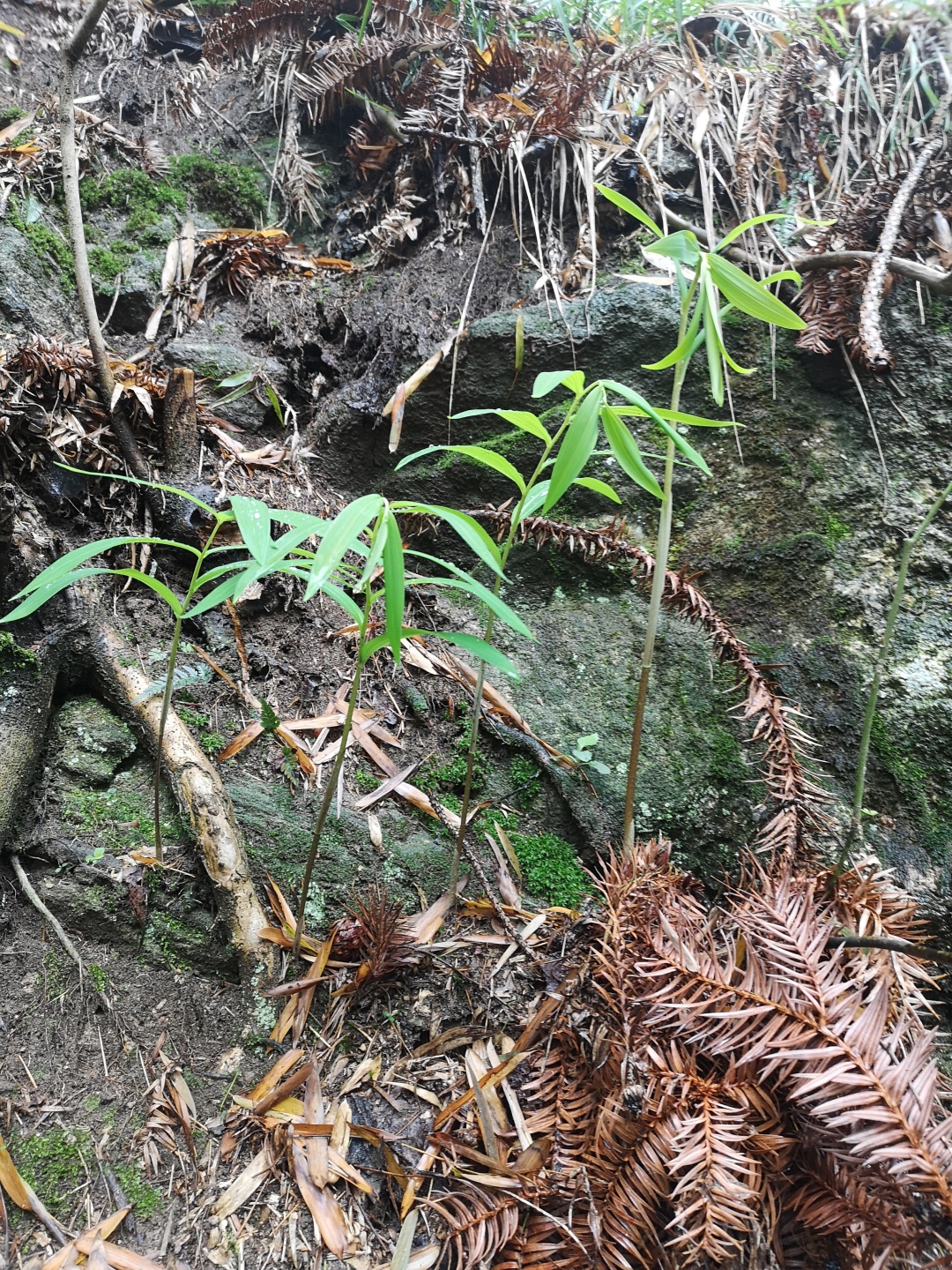 竹林深处探宝——只为了那一棵黄精