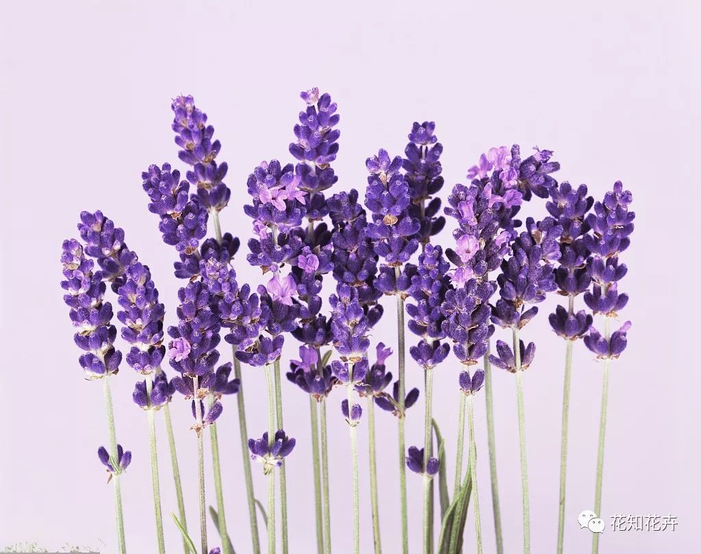 薰衣草真假精油的鉴别方法,熏衣草干花真假辨别