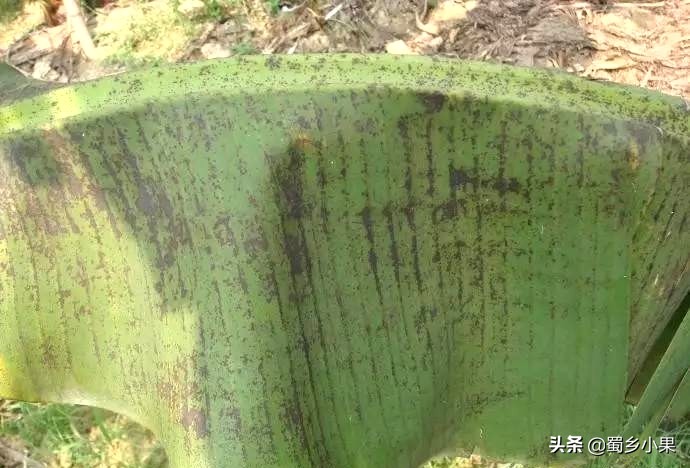 香蕉黑星病的发病规律,香蕉黑星疫病