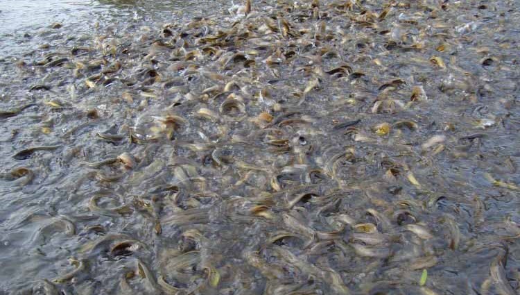 泥鳅养殖基本知识,泥鳅养殖需要注意哪些问题