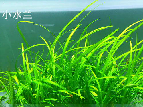 阴性水草的造景方法,100公分阴性水草造景作品
