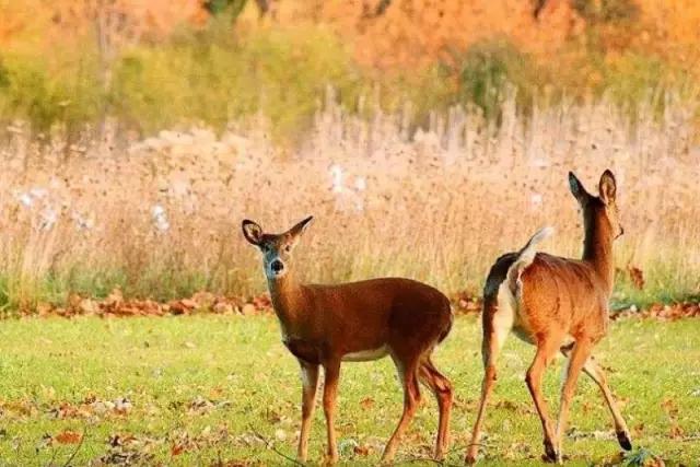海南代表性动物,海南特有的珍稀动物
