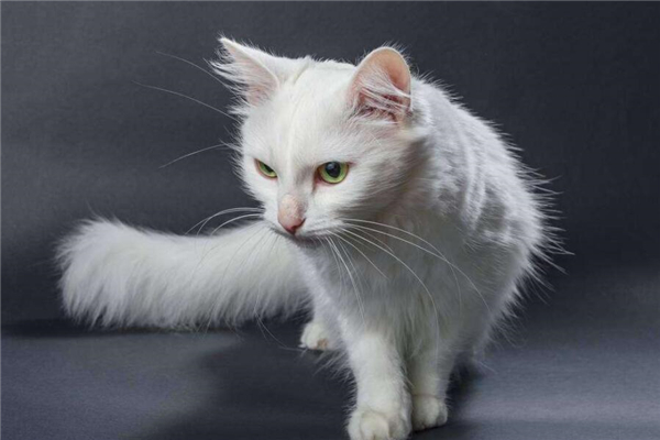 安哥拉猫适合吃什么猫粮,幼年波斯猫吃什么猫粮