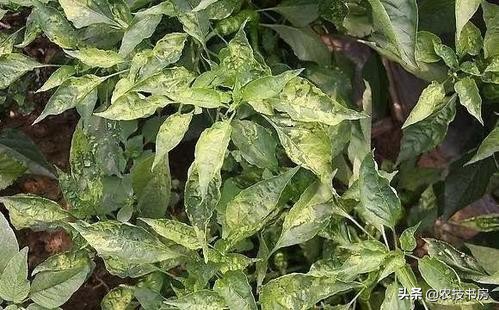 辣椒病害图片与防治辣椒黄叶,大棚辣椒病虫害防治