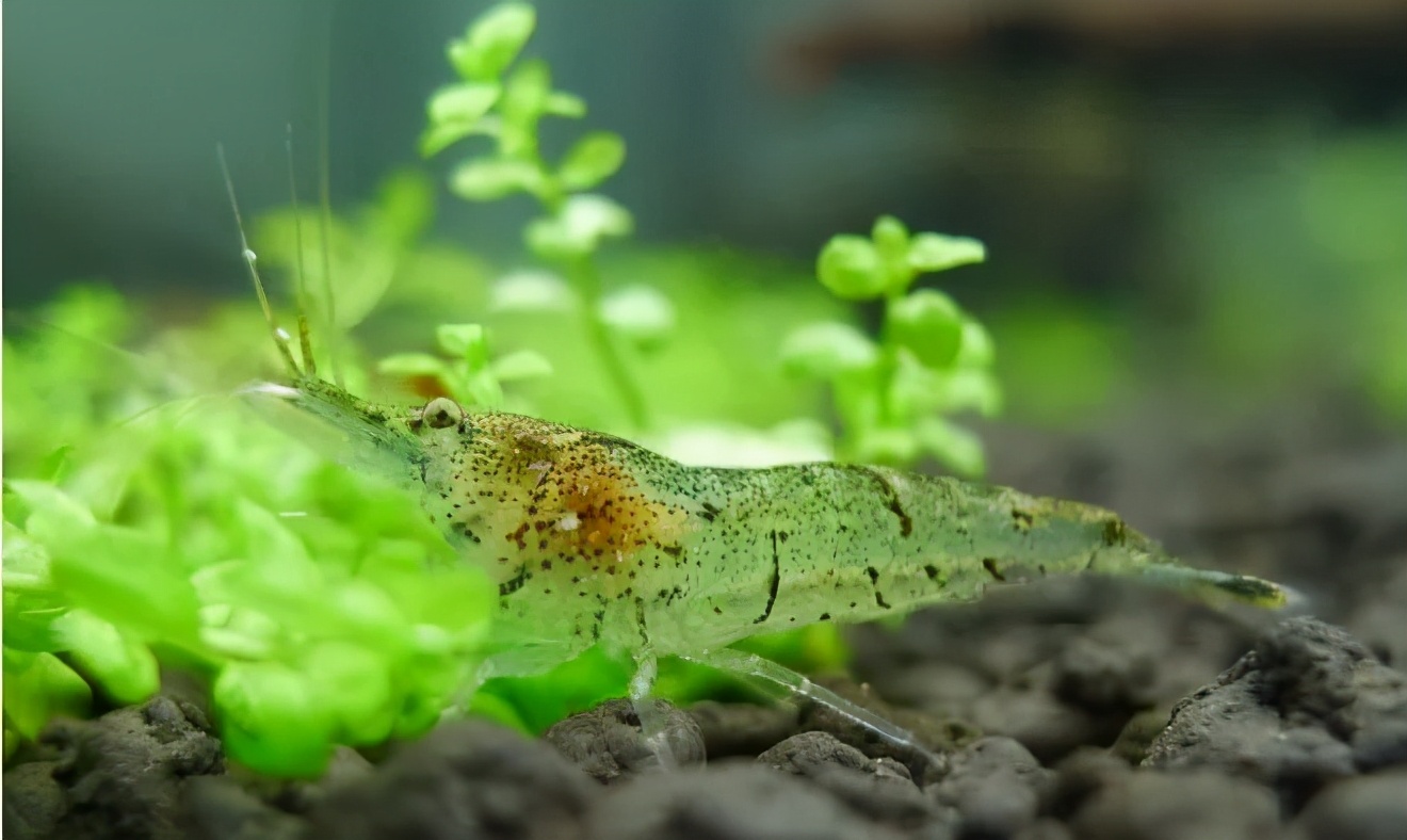 囊螺爆缸会不会导致黑壳虾死亡,10几只黑壳虾一个冬天能爆缸吗