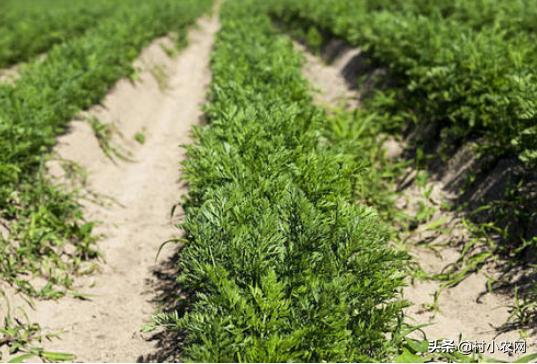种植胡萝卜的利润及成本,种植胡萝卜的前景怎么样