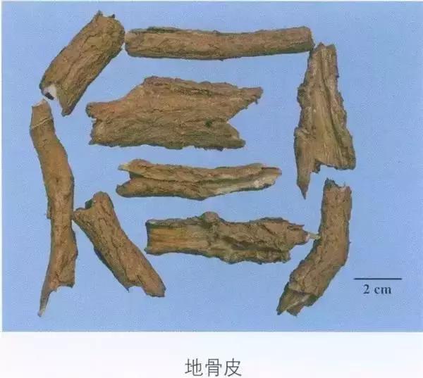 了解中药地骨皮的日常用途,骨皮和地骨皮是一味中药吗