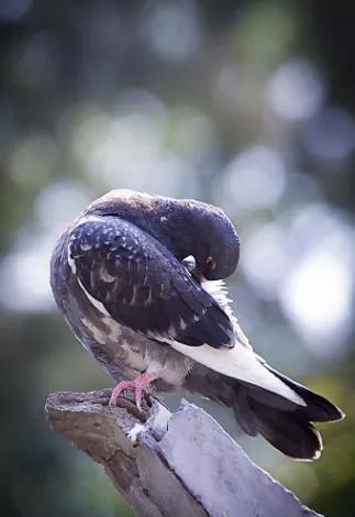 毛滴虫必须压制吗,抑制毛滴虫