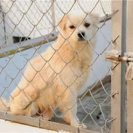 马鞍山流浪狗救助中心在哪里,曝光流浪狗救助真相