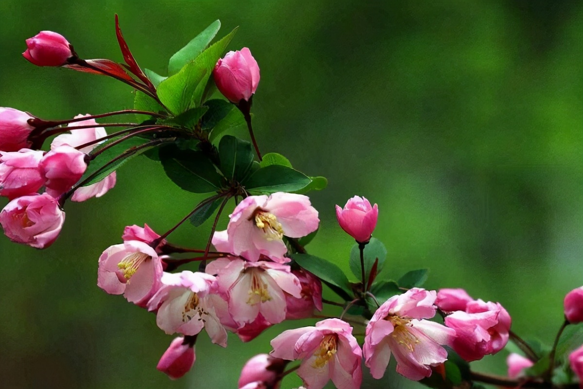 丽格海棠烂茎了是什么原因,丽格海棠杆烂怎么处理