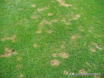 5月种的草坪怎么浇水,5月草坪病害