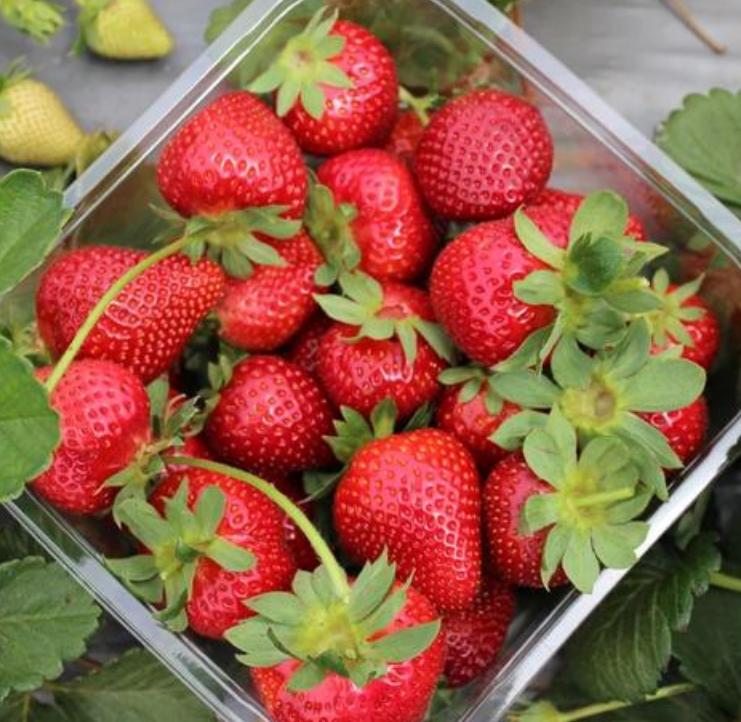 大棚草莓种植方法全过程视频露天,露天种草莓什么品种最合适