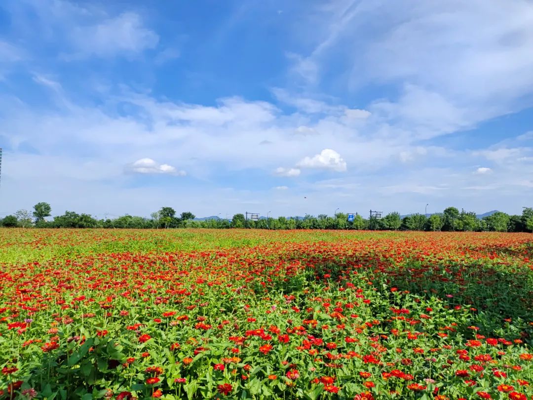 太美的花海,余杭千里花海