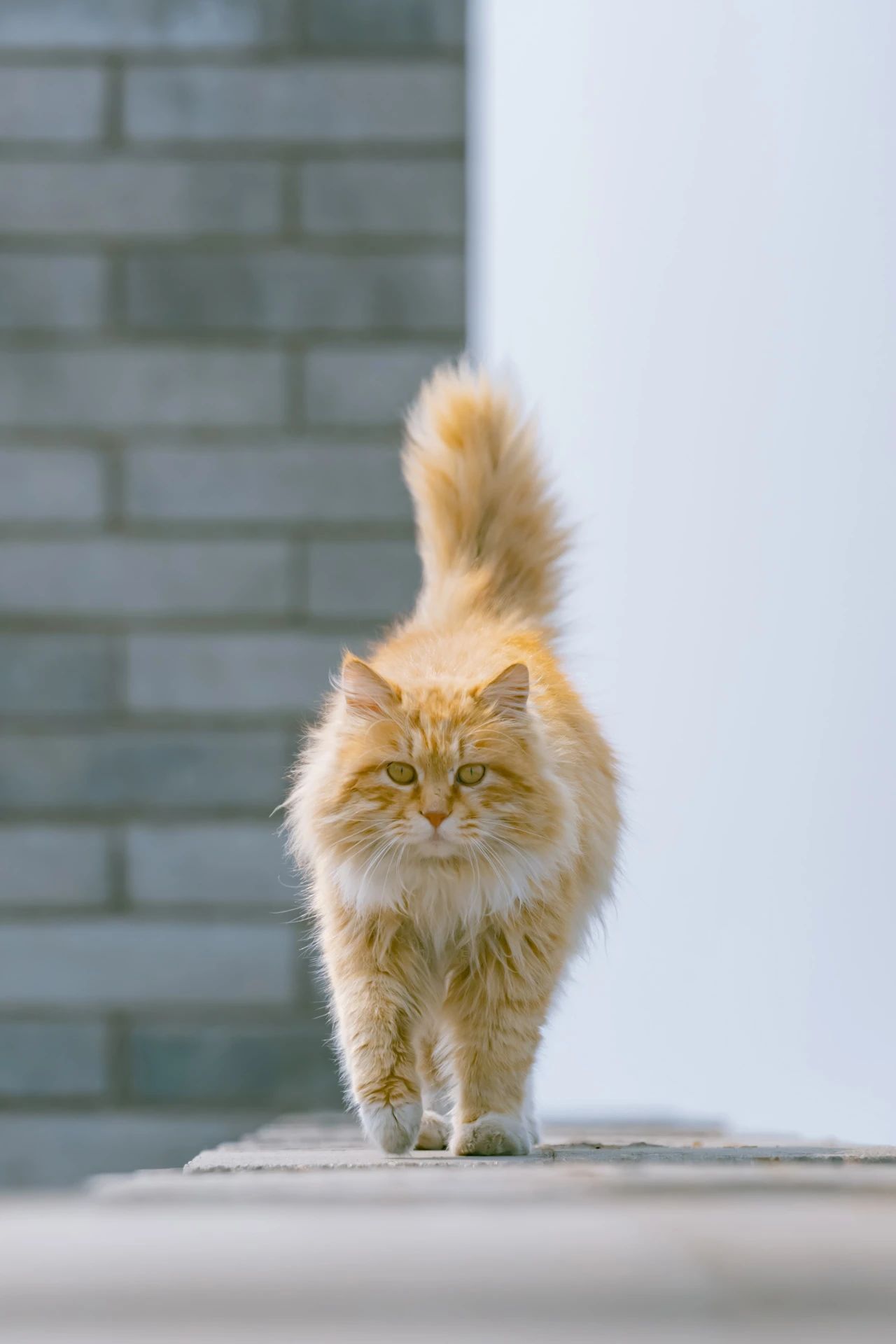 骊山烽火台航拍视频,骊山烽火台上的猫