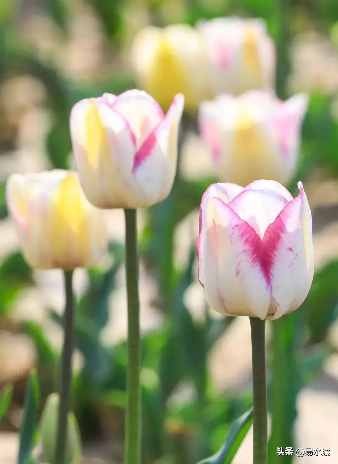 易县好玩,易县谢村文化广场五一