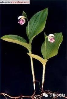 中药药材大全及功效,补肾中药大全及功效