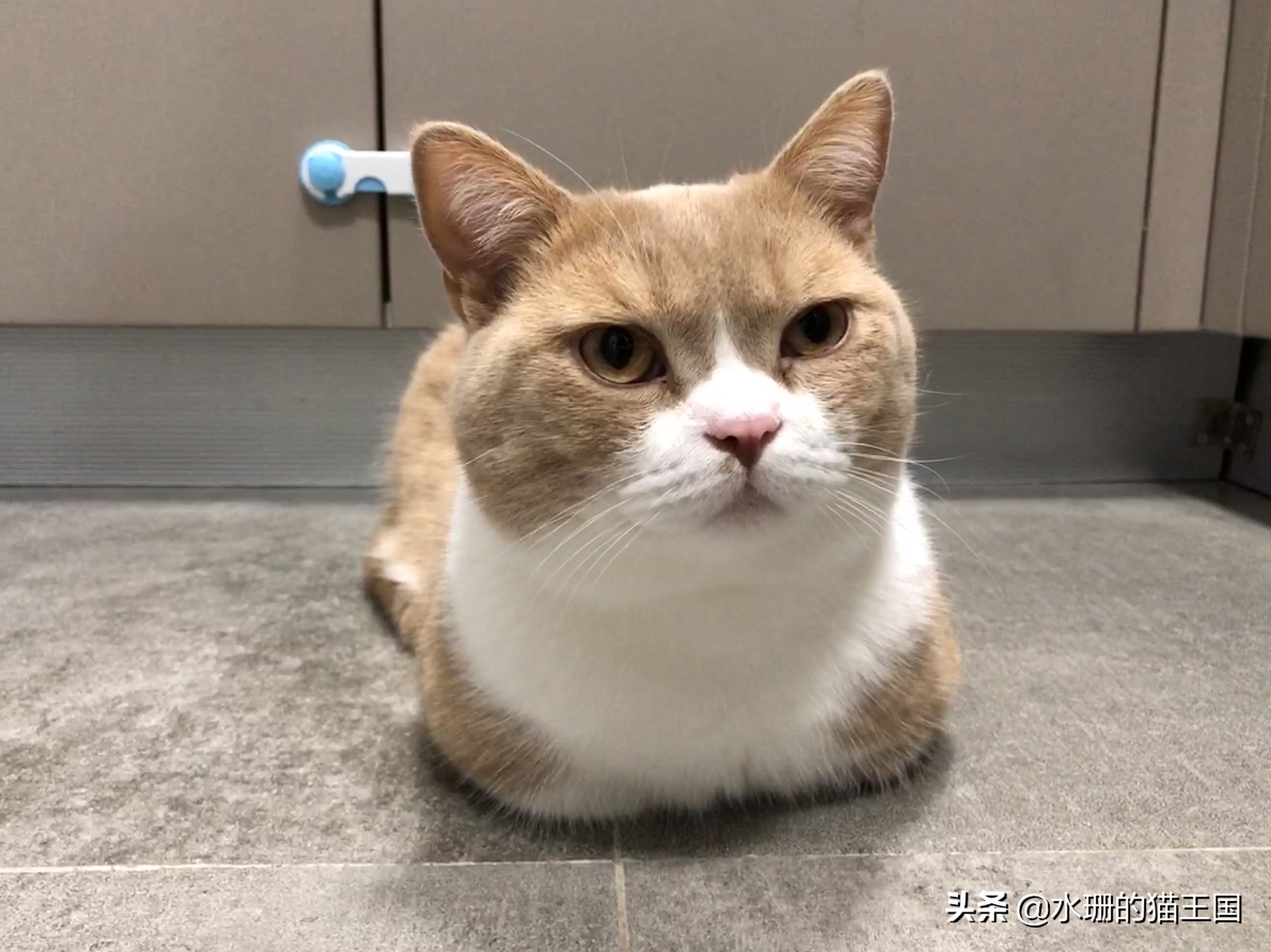 如何养猫才能驯服猫,猫也可以像狗一样训练吗