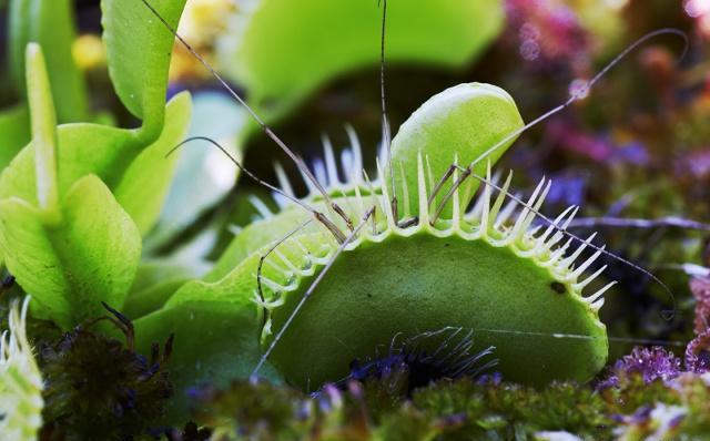 捕蝇草养护的视频,捕蝇草养护