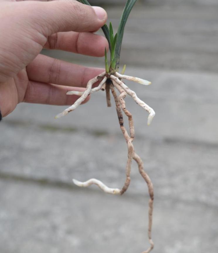 兰花国荷和王氏素荷哪个好,粉荷素兰花多少钱一苗