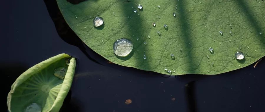荷叶减肥到底有多快,荷叶茶减肥辟谣