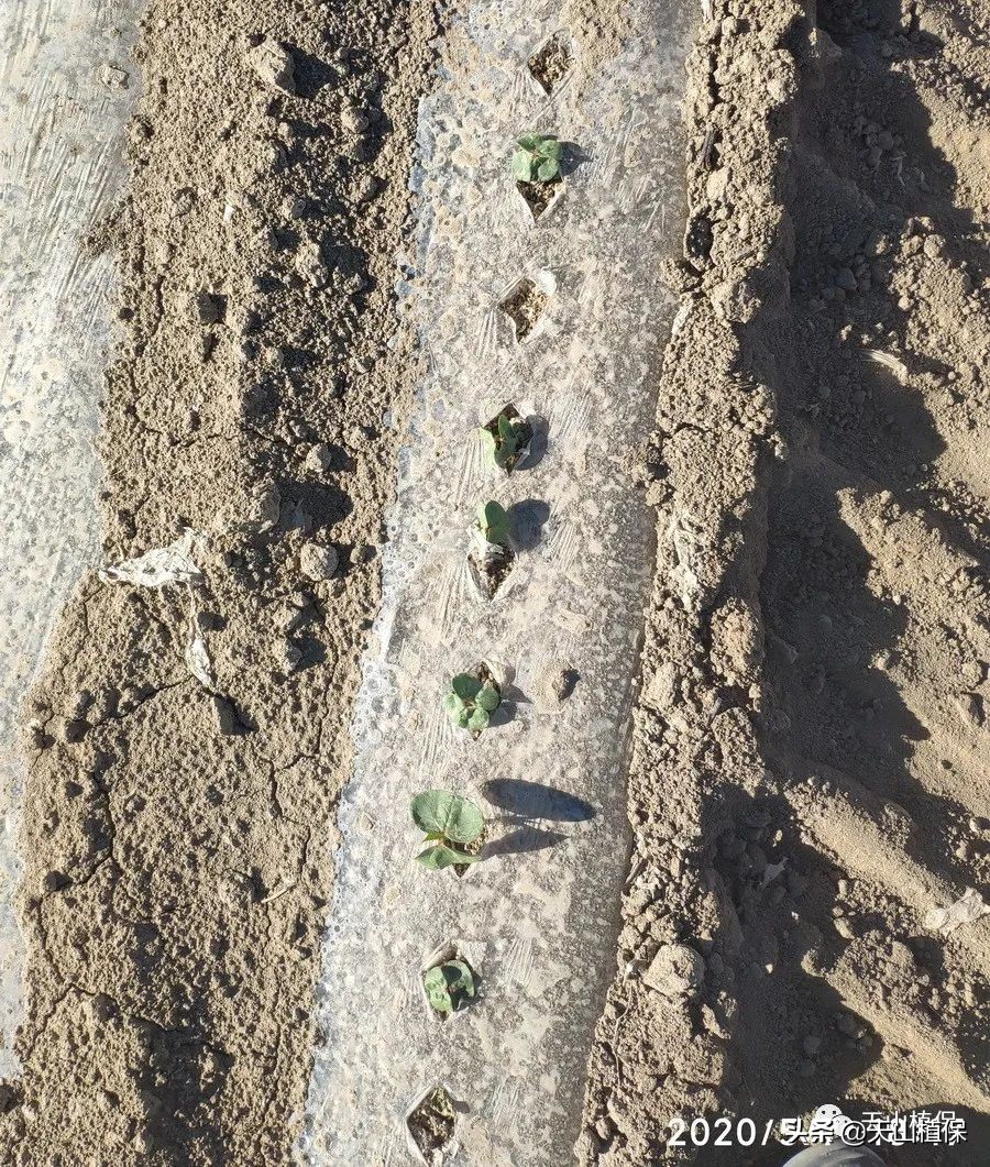 再谈小麦病虫害防活,再谈麦田除草