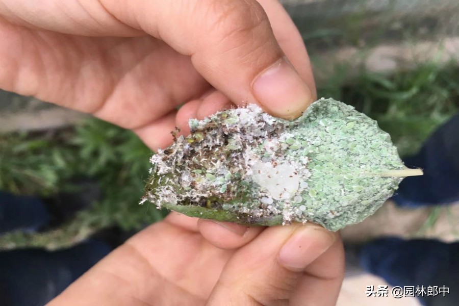 叶子上白粉虱的消除方法,白色粉虱怎么防治