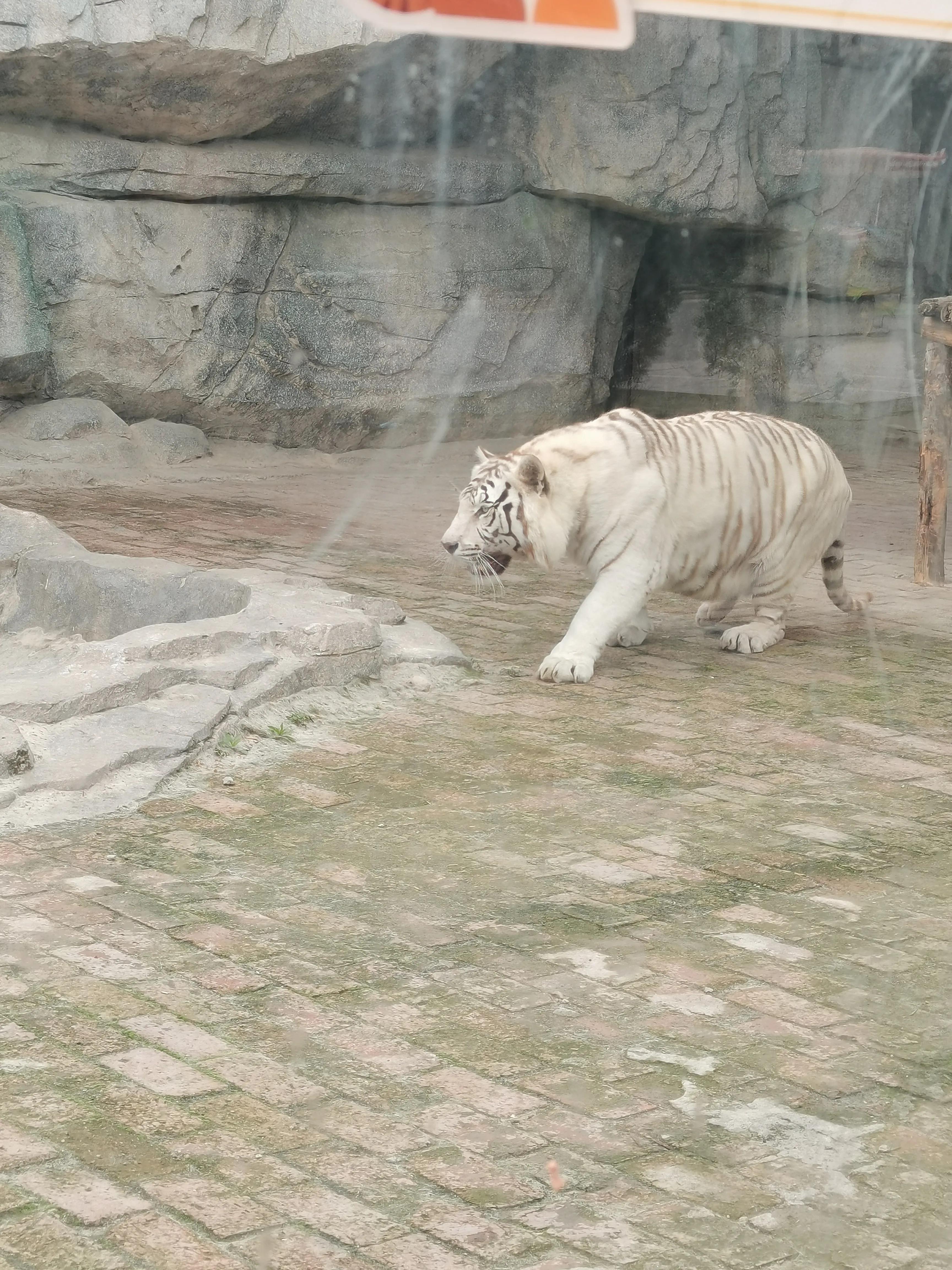 宿州火车站到宿州野生动物园,济南野生动物园和宿州野生动物园