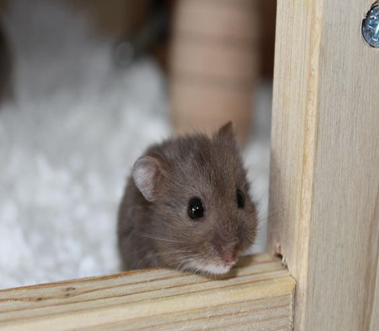 可伶仓鼠不慎骨折,不想事后诸葛亮,这四个预防措施很管用!