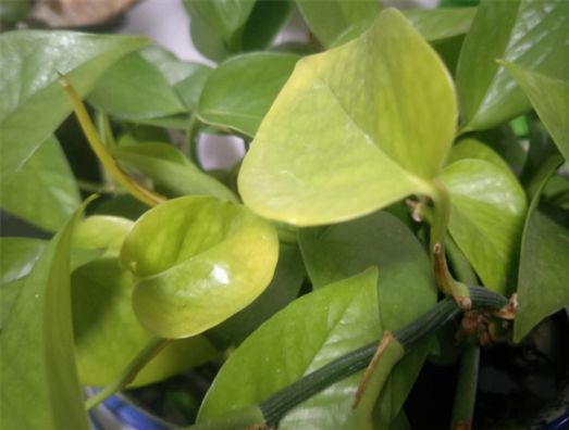 绿萝怎么才不烂根黄叶,绿萝黄叶别发愁2个妙招帮解决