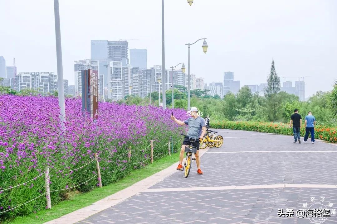 绱壊姊﹀够鑺辨捣鍏洯,娣卞湷鏅綏鏃烘柉2024绱壊鑺辨捣