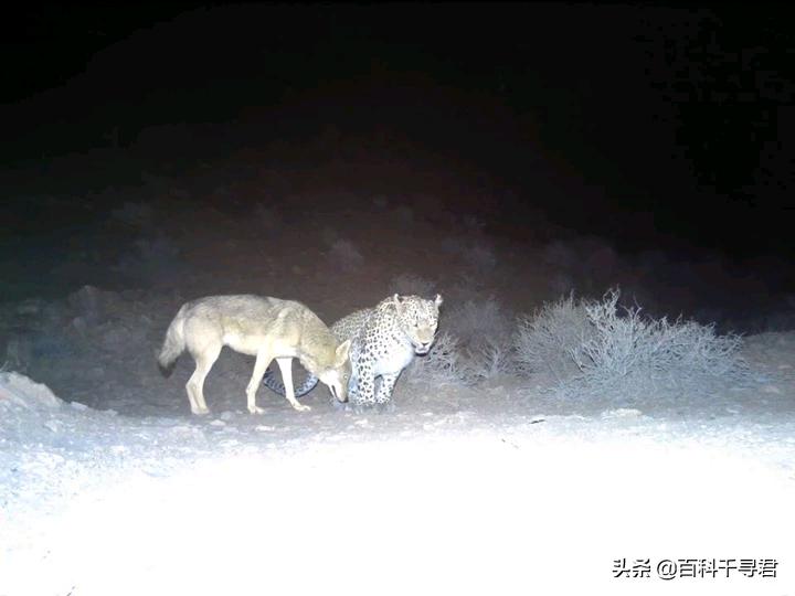 西亚现存最强大的猫科猛兽,史上最凶猛的八大猫科动物