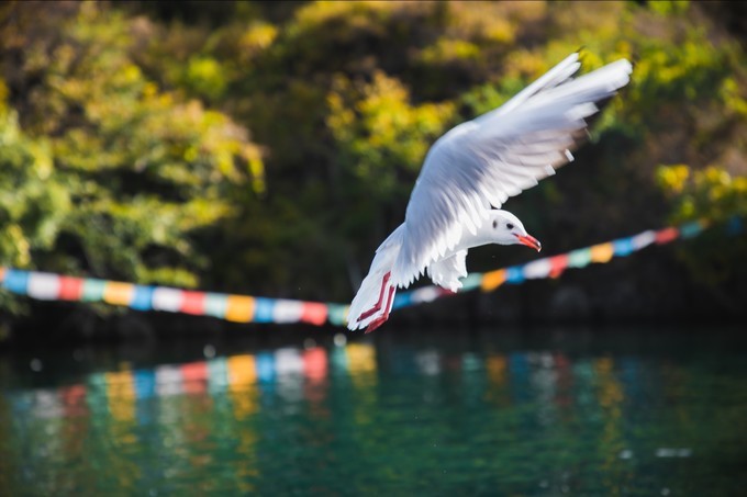 消失的地平线上的“香巴拉”和“女儿国”（二）