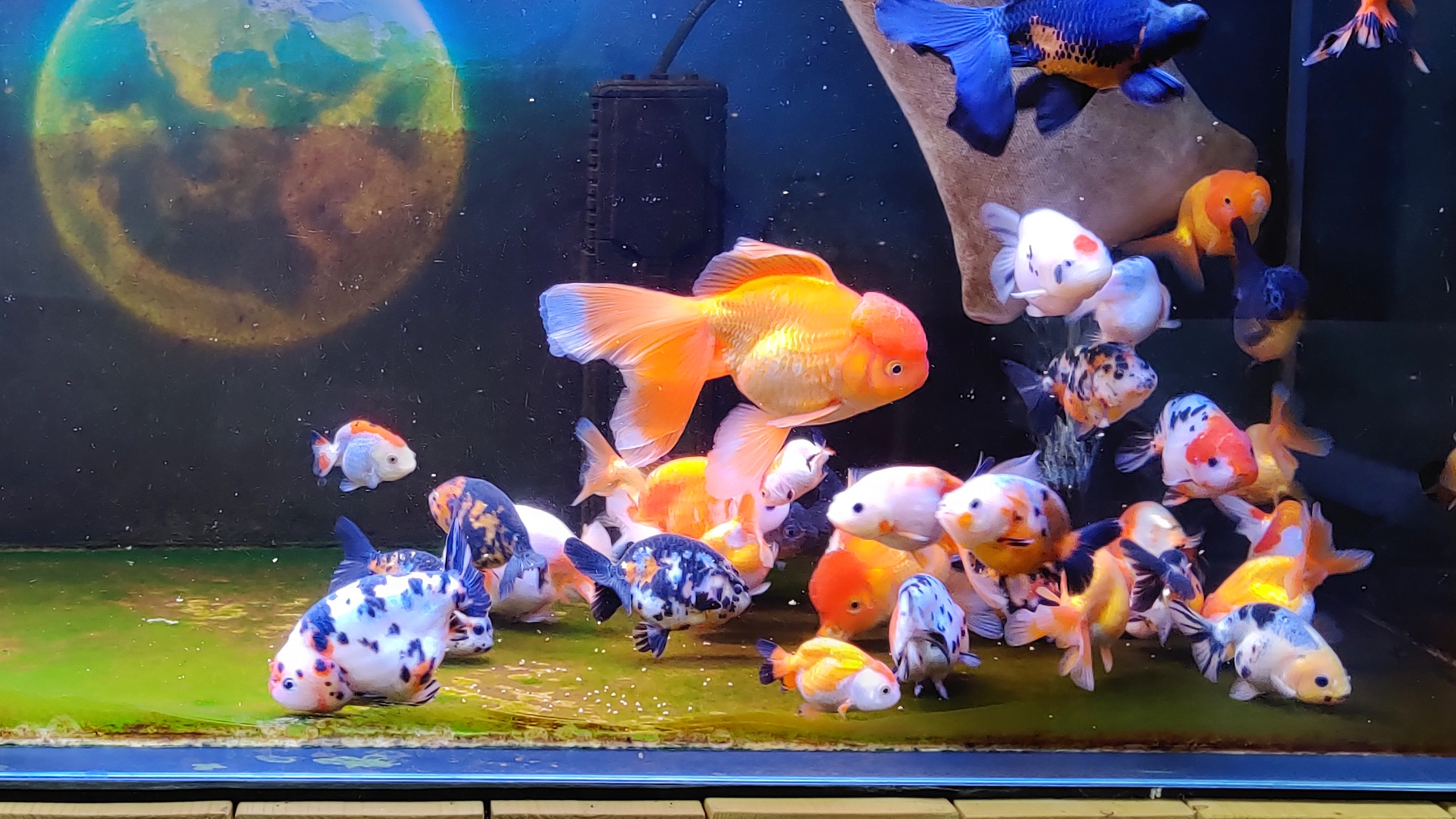 绿水养金鱼的最佳时间,绿水能不能养金鱼黄鳝龙虾泥鳅