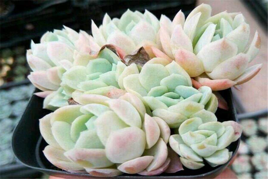 想把多肉冰梅养成透明绚烂的大果冻，就不能惯着它，越冻越有仙气