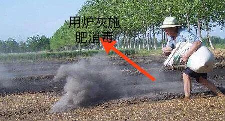 大棚秋葵种植技术大全,大棚种植秋葵一年可种几茬