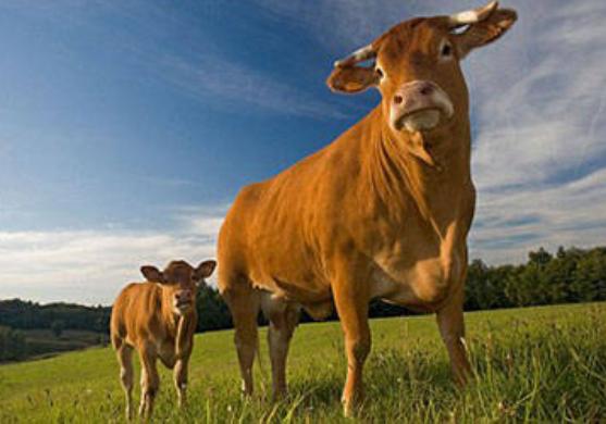 现在肉牛养殖前景如何,养殖肉牛生意怎么做