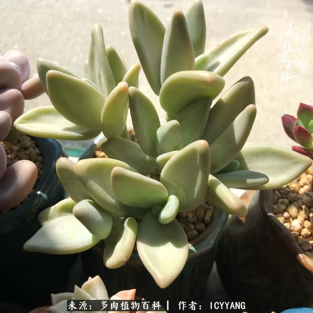 室内阳台多肉的养护方法,景天多肉养护