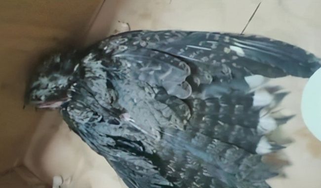 小鸟倒在地上怎么急救,小鸟受伤了怎么给自己治病