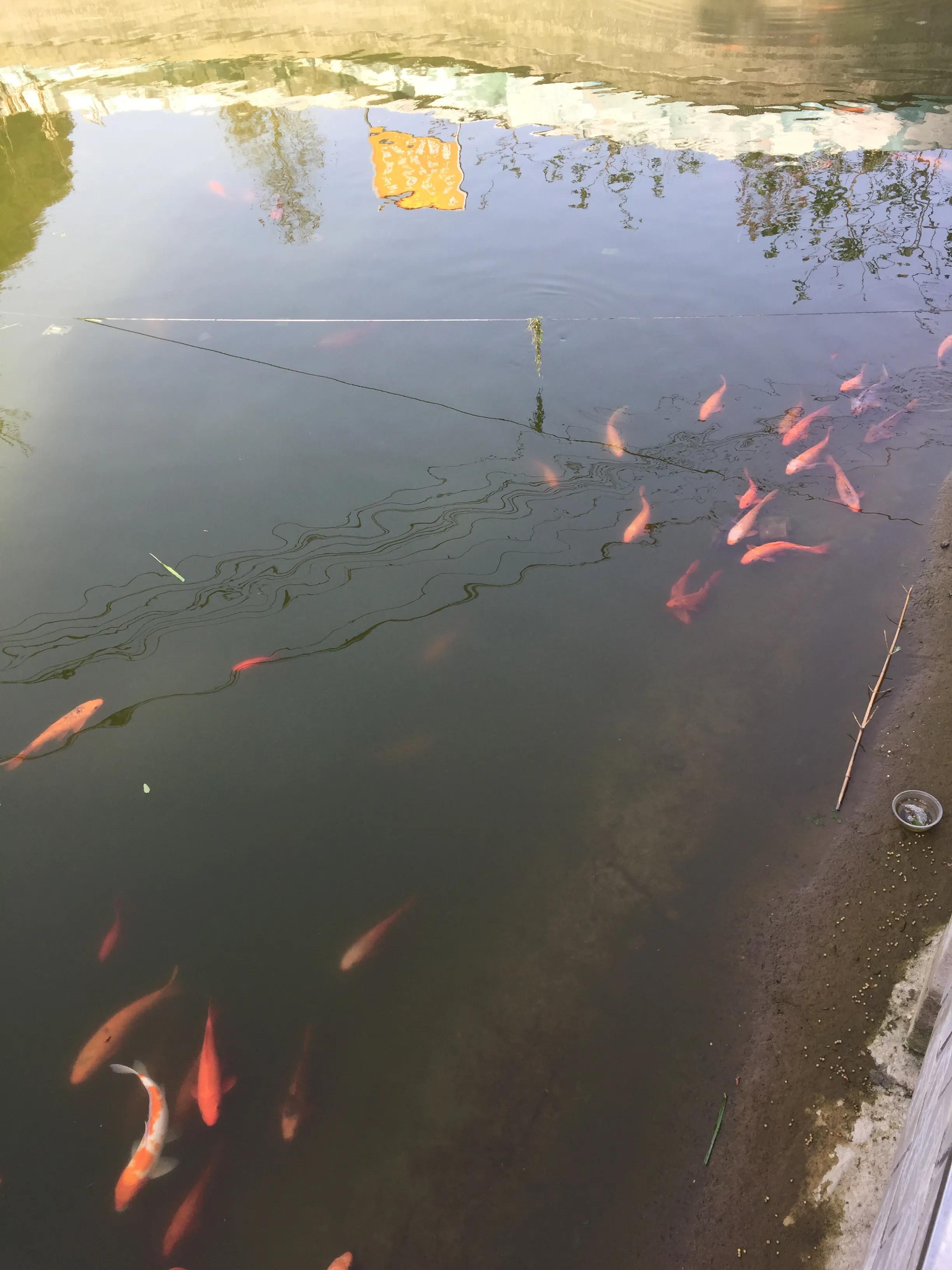 神农公园游览图怎么画简单,神农公园游乐场关门时间