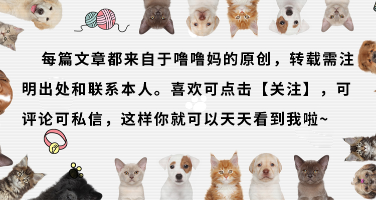 贪便宜买的猫,无良商家猫癣家里的猫全部中招