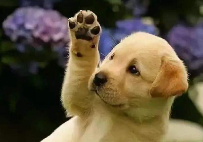 爱狗人士身上有狗臭味,狗狗身上散发屎臭味