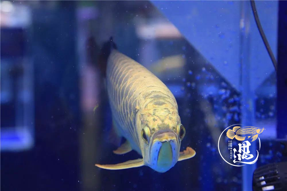 龙鱼不喂大麦虫后拒食,龙鱼要买高背还是过背的